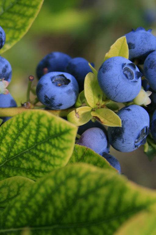 Blueberry