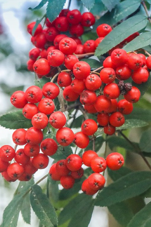 Rowanberry